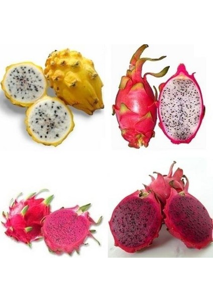 Reyon 3 Lü Pitaya Dragon Fruit Fidanı Seti (Beyaz Kırmızı Sarı)