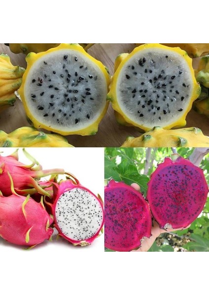 Reyon 3 Lü Pitaya Dragon Fruit Fidanı Seti (Beyaz Kırmızı Sarı)