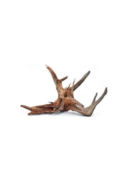 Yati Kökü (Red Moor Wood )- M - 30-35 cm