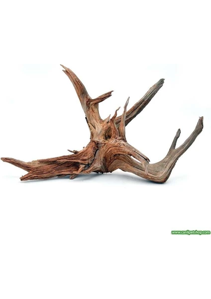 Canlı Petshop Yati  Kökü (Red Moor Wood )- M - 10-15 cm