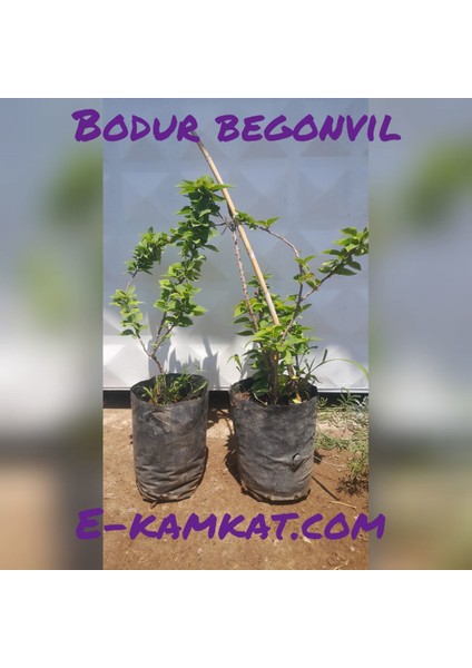 Bodur Begonvil (Gelin Duvağı) Fidanı, Torbada