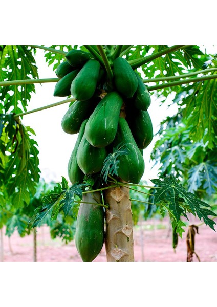 Tüplü Papaya Kavun Ağacı Fidanı