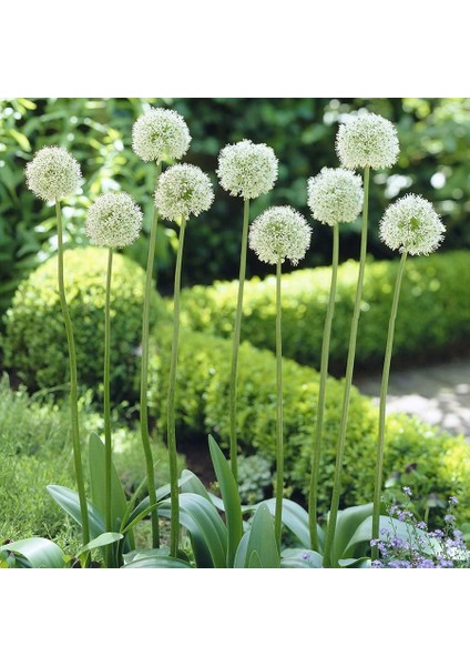 \mount Everest Beyaz Süs Soğanı-5 Adet