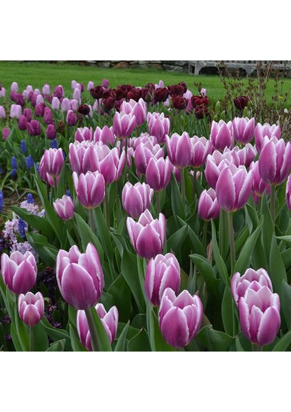 Mor Beyaz Synaeda Blue Lale Soğanı-5 Adet