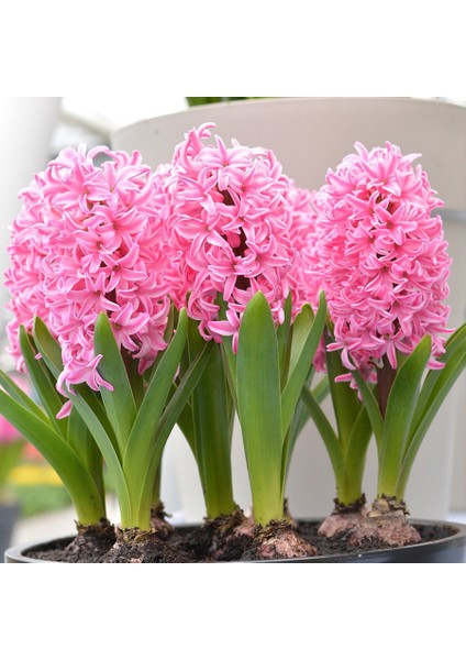 Pink Pearl Pembe Sümbül Soğanı-3 Adet