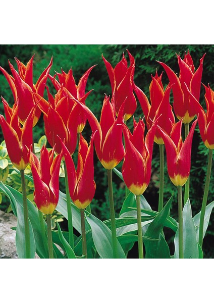 Alaaddin Sarı Kırmızı Sivri Uçlu Lale Soğanı-5 Adet