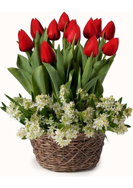 Ben Van Zanten Kırmızı Lale Soğanı-5 Adet