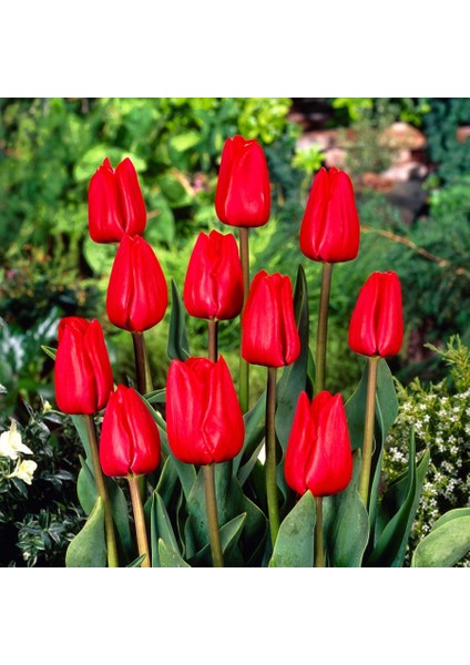 Hollandia Kırmızı Lale Soğanı-5 Adet