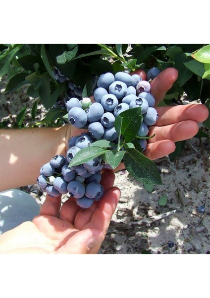 Tüplü Lipaka Bonus Blueberry Yaban Mersini Fidanı