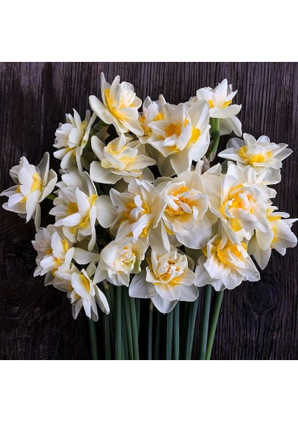 Büyüleyici Kokulu White Lion Nergis Soğanı-5 Adet