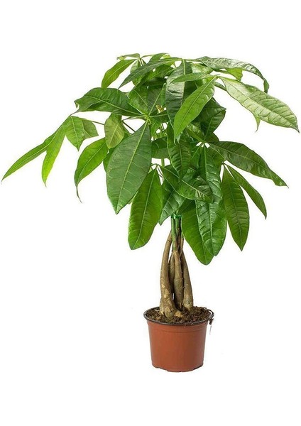Saksıda Pachira Aquatica Para Ağacı