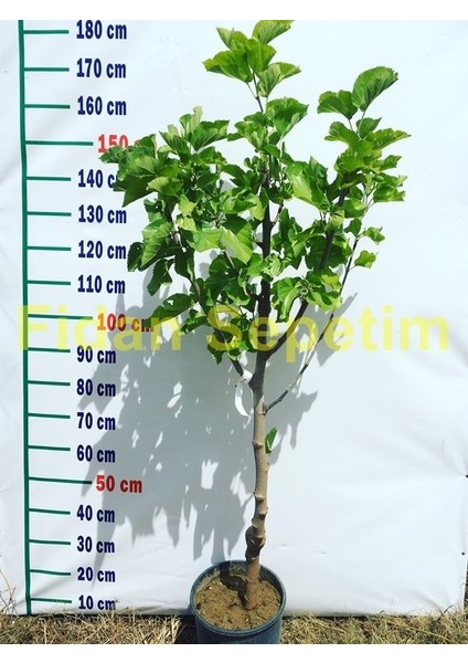 4 Yaş Aşılı Siyah Dut Fidanı fiyatları