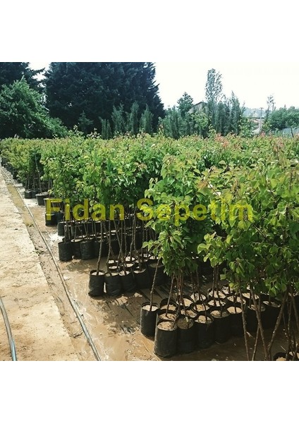 3 Yaş Aşılı Kabaaşı Kayısı Fidanı fiyatları