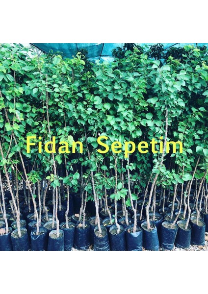 3 Yaş Aşılı Kabaaşı Kayısı Fidanı modelleri