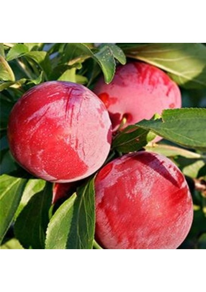 3 Yaş Aşılı Formosa Erik Fidanı