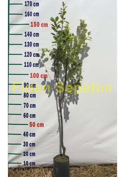 3 Yaş Aşılı Formosa Erik Fidanı fiyatları