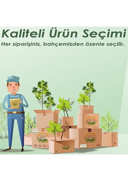 3 Yaş Aşılı Ferraduel Badem Fidanı