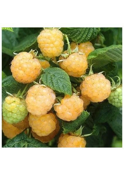 Fallgold Sarı Hollanda Ahududu Fidanı, Torbada