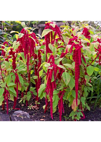 Tilki Kuyruğu Amaranthus Çiçeği TOHUMU-100 Tohum