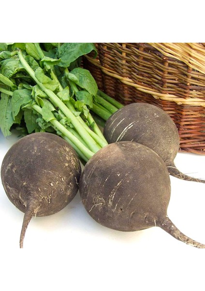 Siyah Naturel Doğal Turp Tohumu-25 Gram