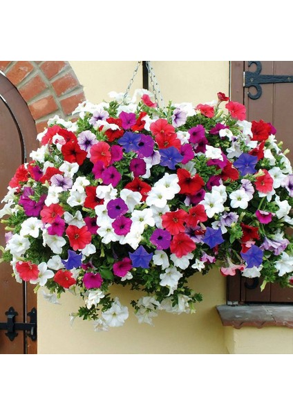 Karışık Renklerde Petunya Çiçeği TOHUMU-100 Tohum