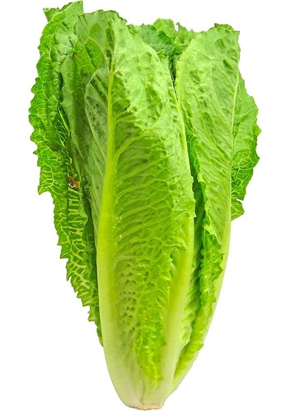 Soğuklara Dayanıklı Yedikule Marul Tohumu-10 Gram