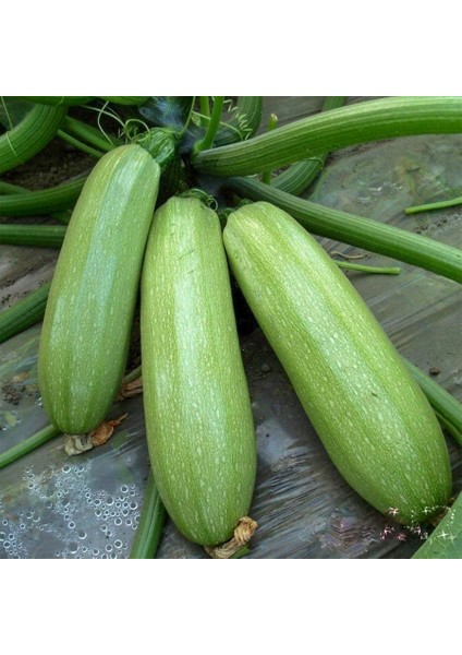 Lezzetli Beyaz Kabak Tohumu-10 Gram