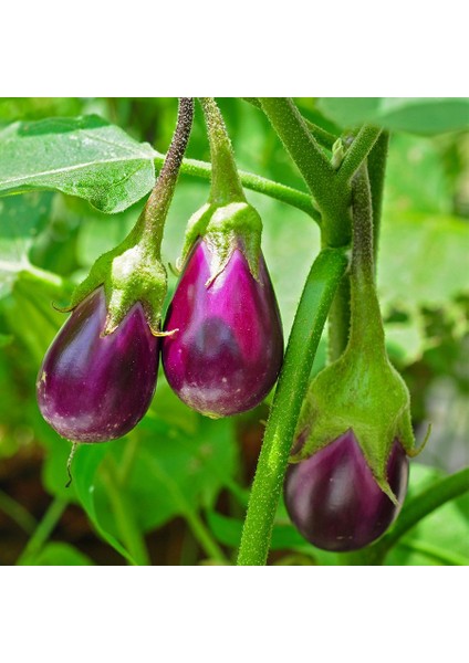 Dolmalık Topan Adana Patlıcan Tohumu-5 Gram