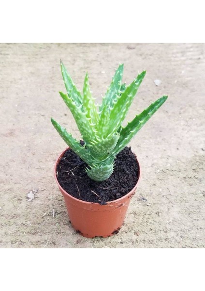 Berke Fidancılık Berke Fidancılı Minyatür Aloevera, 5.5 cm Saksıda