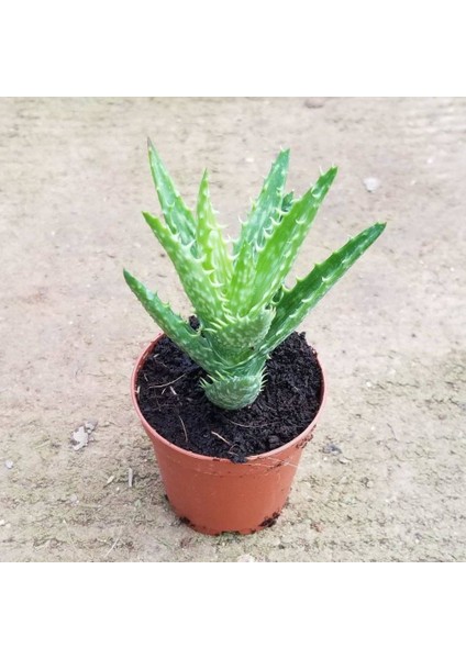 Berke Fidancılık Berke Fidancılı Minyatür Aloevera, 5.5 cm Saksıda