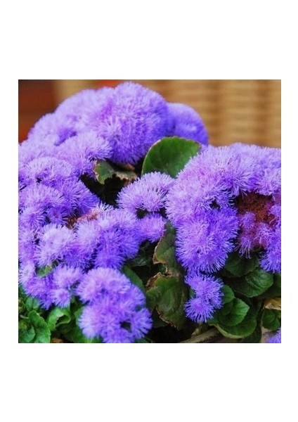 Vapur Dumanı Çiçeği Tohumu 100 Adet