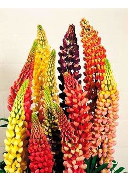 Lupinus Polyphyllus Çiçeği Tohumu 5 Adet