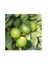 Reyon 3 Yaş Aşılı Meksika Lime Limonu, Torbada 1