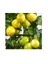 Reyon 3 Yaş Aşılı Limonkamkat Fidanı, Torbada 1