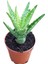 Reyon Minyatür Aloevera, 5.5 cm Saksıda 1