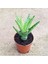 Reyon Minyatür Aloevera, 5.5 cm Saksıda 2