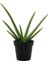 Reyon 2 Yaş Aloevera Fidanı, Torbalı ve Tüketime Uygun 1
