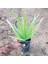 Reyon Tüketilebilir Aloevera, Küçük Boy, Torbada 2