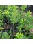 Reyon 2 Yaş Aşılı Tahiti Lime Yeşil Limon Fidanı, Torbada 3