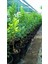 Reyon 5 Yaş Aşılı Lime (Meksika) Limonu Fidanı, Saksıda 2
