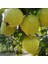 Reyon 7 Yaş Aşılı Limon Ayva Fidanı , Saksıda 1