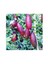 Reyon 5 Yaş Aşılı Finger Lime Red Champagne, Torbada 1