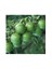 Reyon 3 Yaş, Aşılı Elma Fidanı Granny Smith, Torbada 1