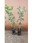 Reyon 6 Yaş Aşılı Tropikal Alacalı Limon Fidanı, Torbada 2