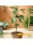 Reyon 2 Yaş Bonsai Bodur Incir Fidanı, Saksıda 1