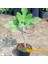 Reyon 2 Yaş Bonsai Bodur Incir Fidanı, Saksıda 3