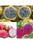 Reyon 3 Lü Pitaya Dragon Fruit Fidanı Seti (Beyaz Kırmızı Sarı) 2