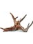 Yati Kökü (Red Moor Wood ) - L - 40-45 cm 1