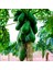 Tüplü Papaya Kavun Ağacı Fidanı 1
