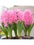 Pink Pearl Pembe Sümbül Soğanı-3 Adet 1